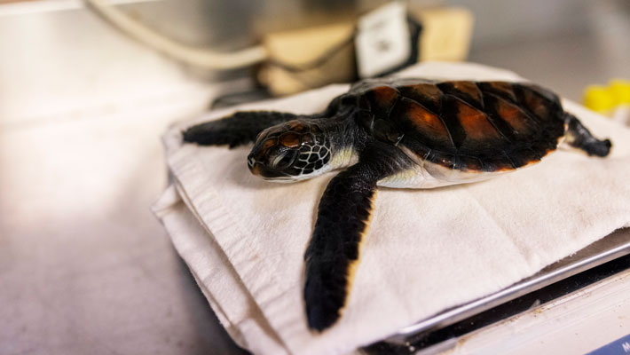 Tiny turtle pooed 'pure plastic' for six days after rescue from