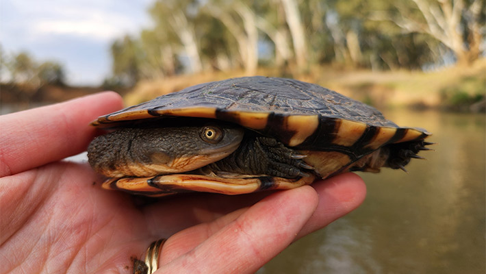 Eastern Long-necked Turtle. Photo: Katrina Burrell