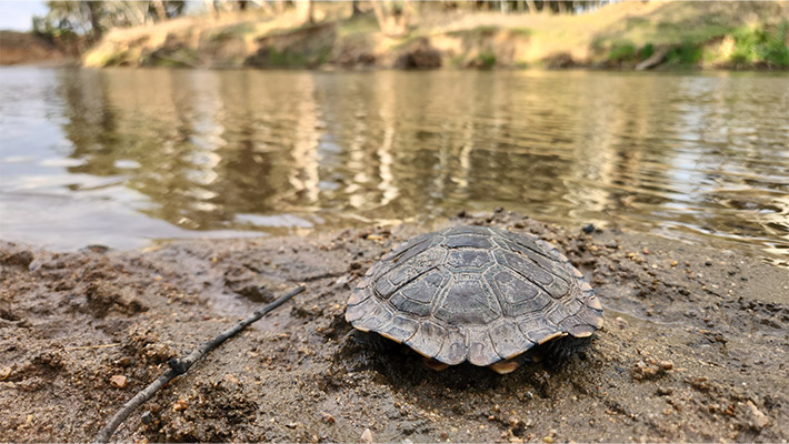 Eastern Long-necked Turtle. Photo: Katrina Burrell