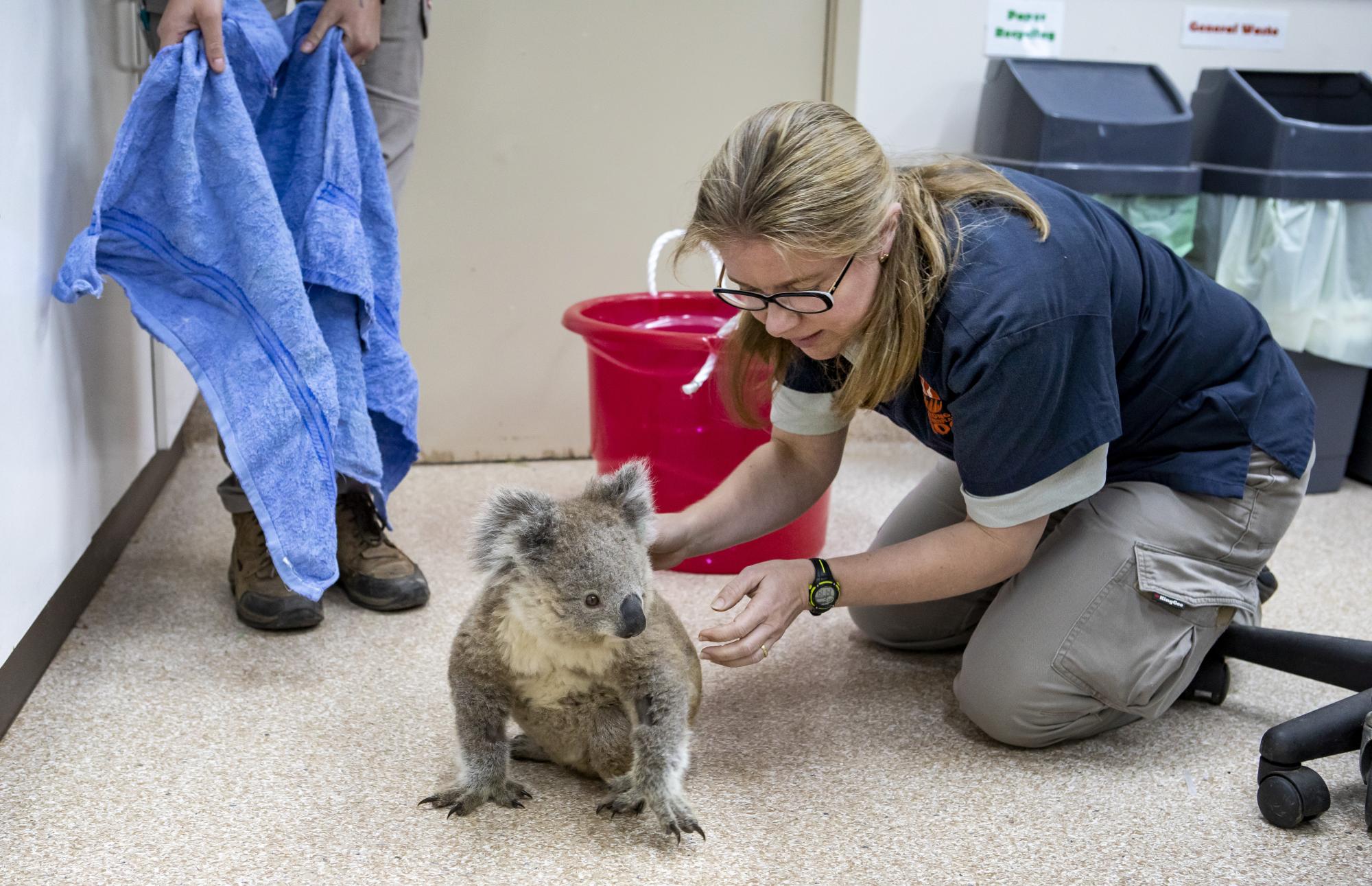 Vet Dr Michelle Campbell assessing a koala in care. Photo: Rick Stevens