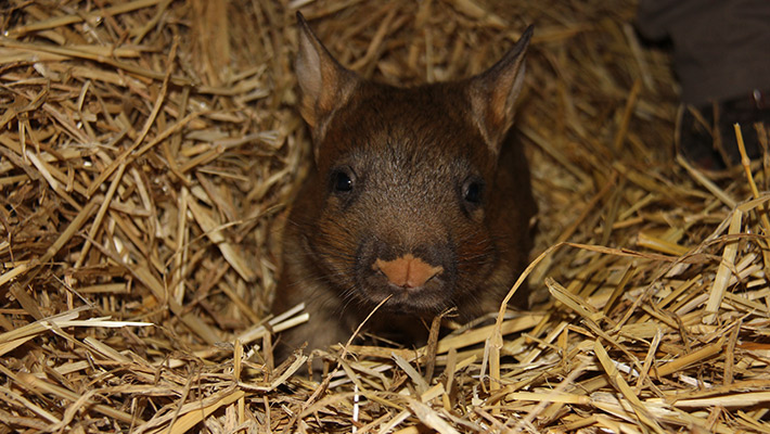 Hairy-nosed wombat joey