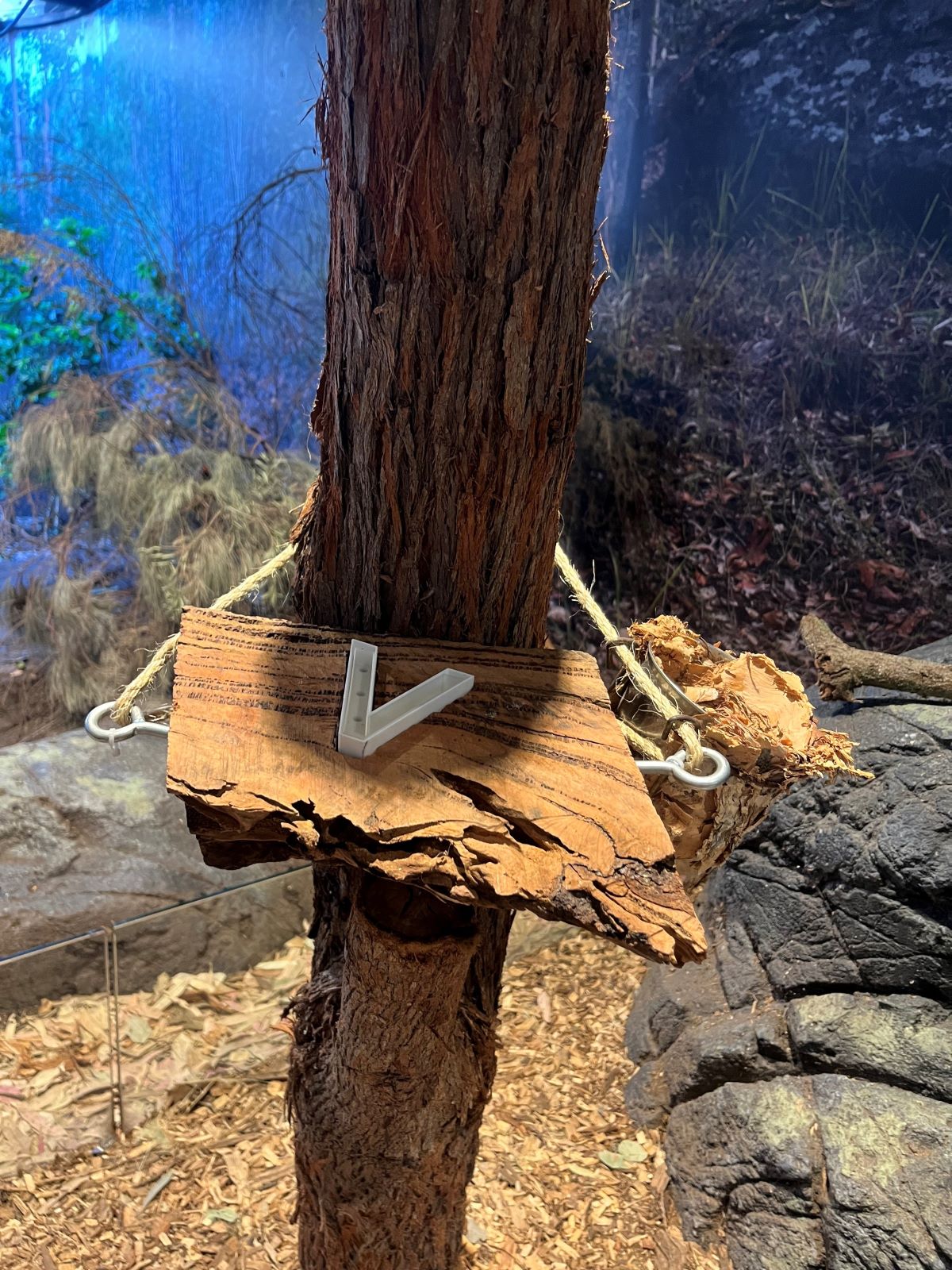 Yellow-Bellied Glider winner