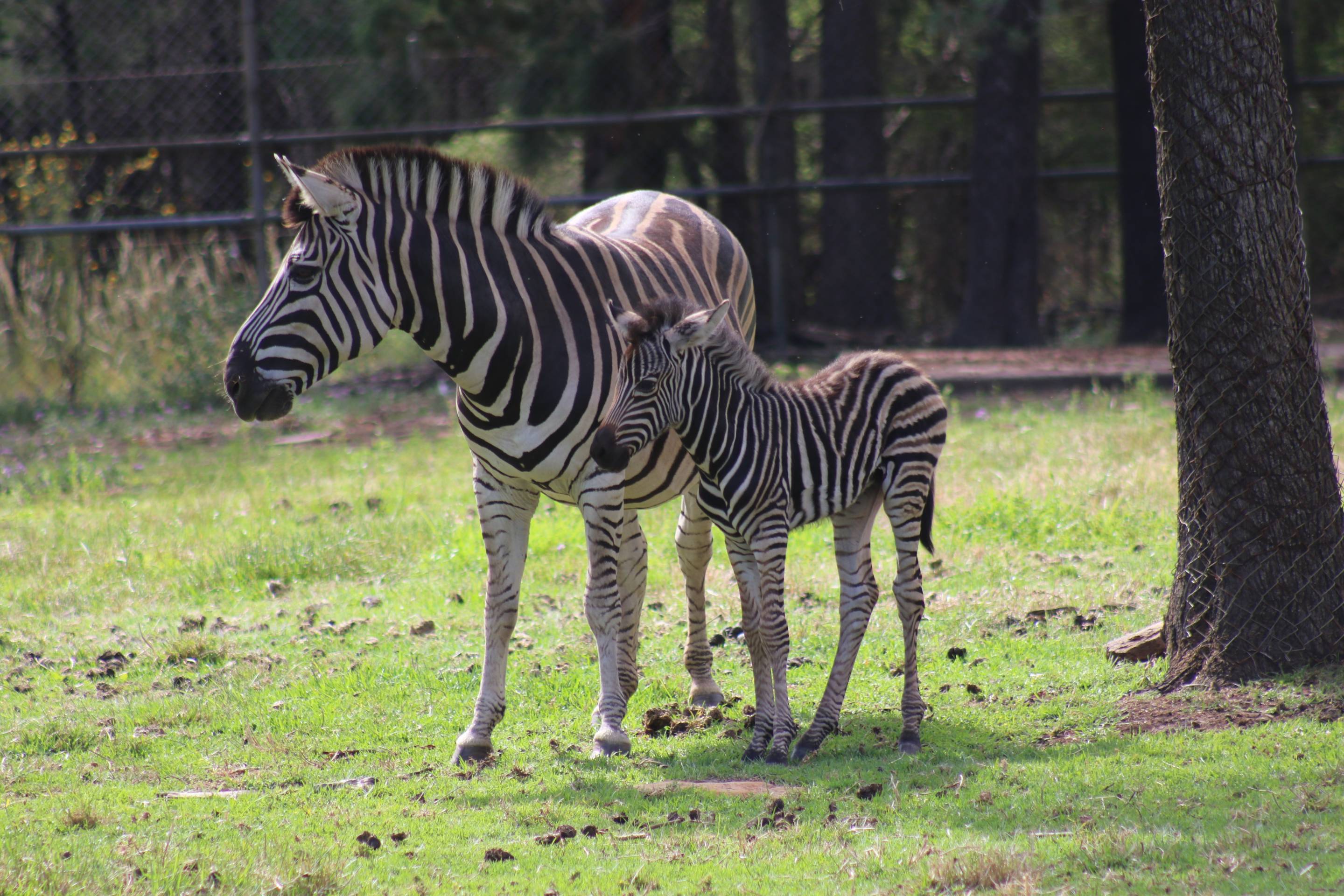 Zebra foal 