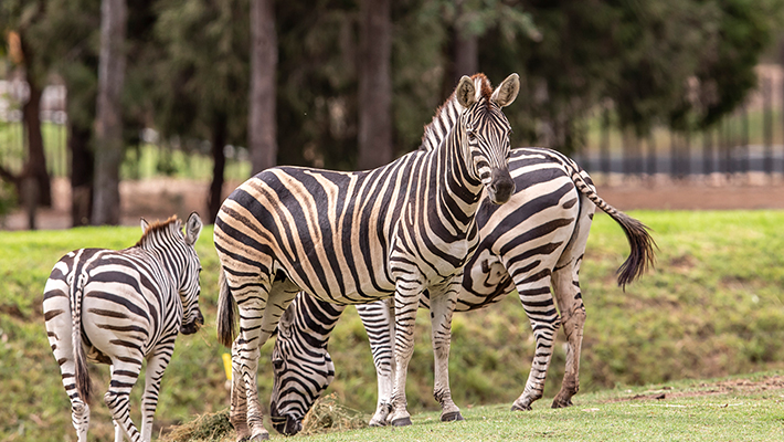 Zebra Herd 