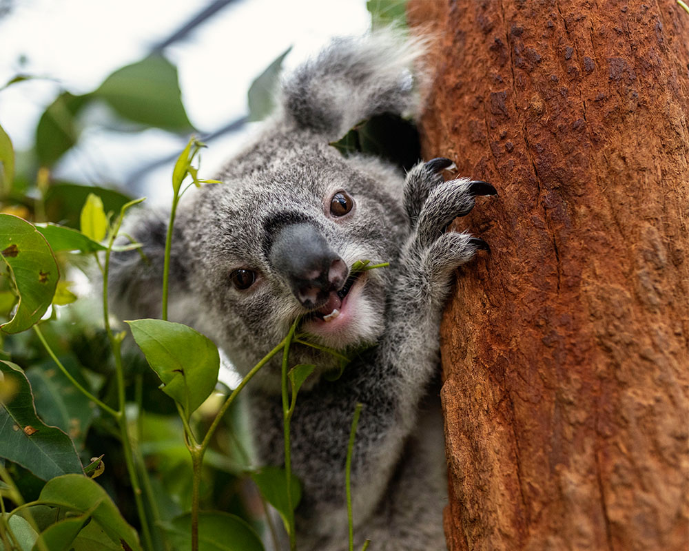 Koala in tree 