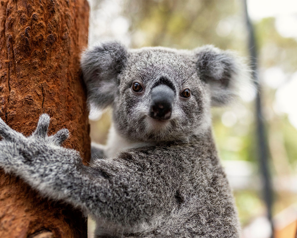Koala in tree 