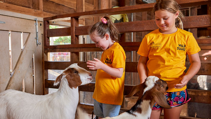 Kids feeding the Goats at Backyard to Bush