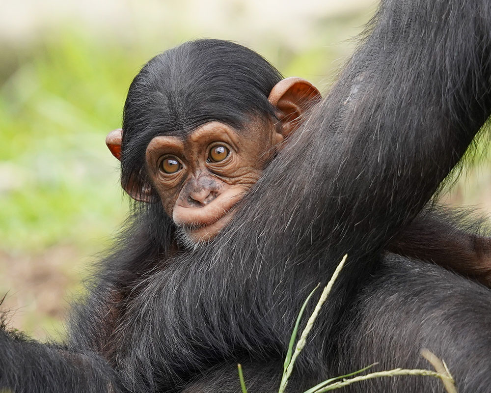Chimp baby Cekiri. Photo: Scott Brown