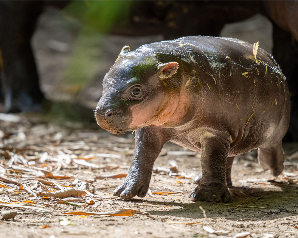 New pygmy hippo calf, Lololi