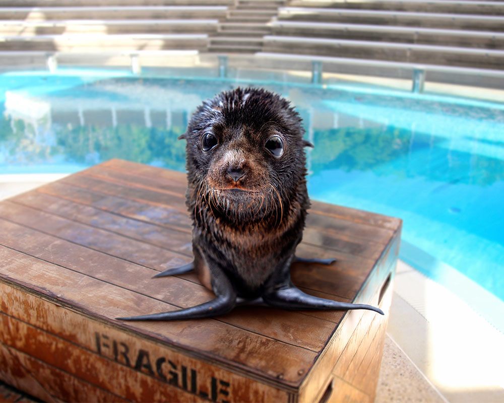 Kobe, 1-year-old Seal Pup
