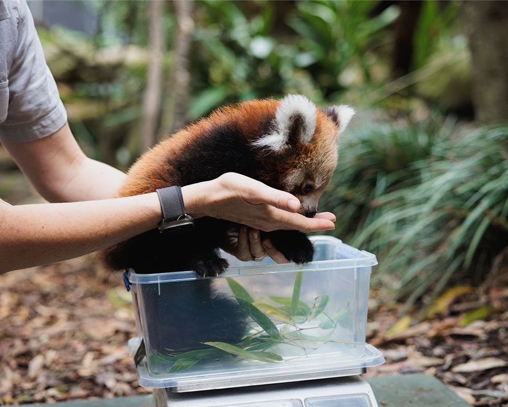 Weigh in for the little male Red Panda cub