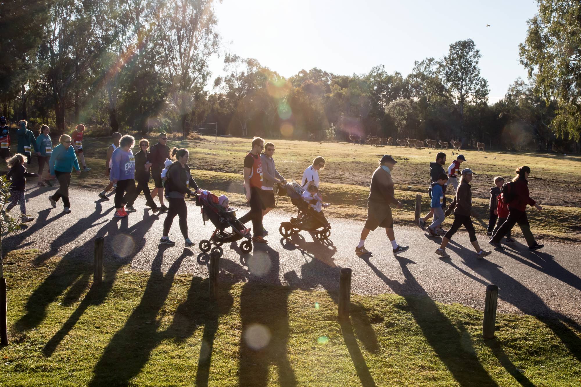 Walk or run the 5.3km Dingo Dash