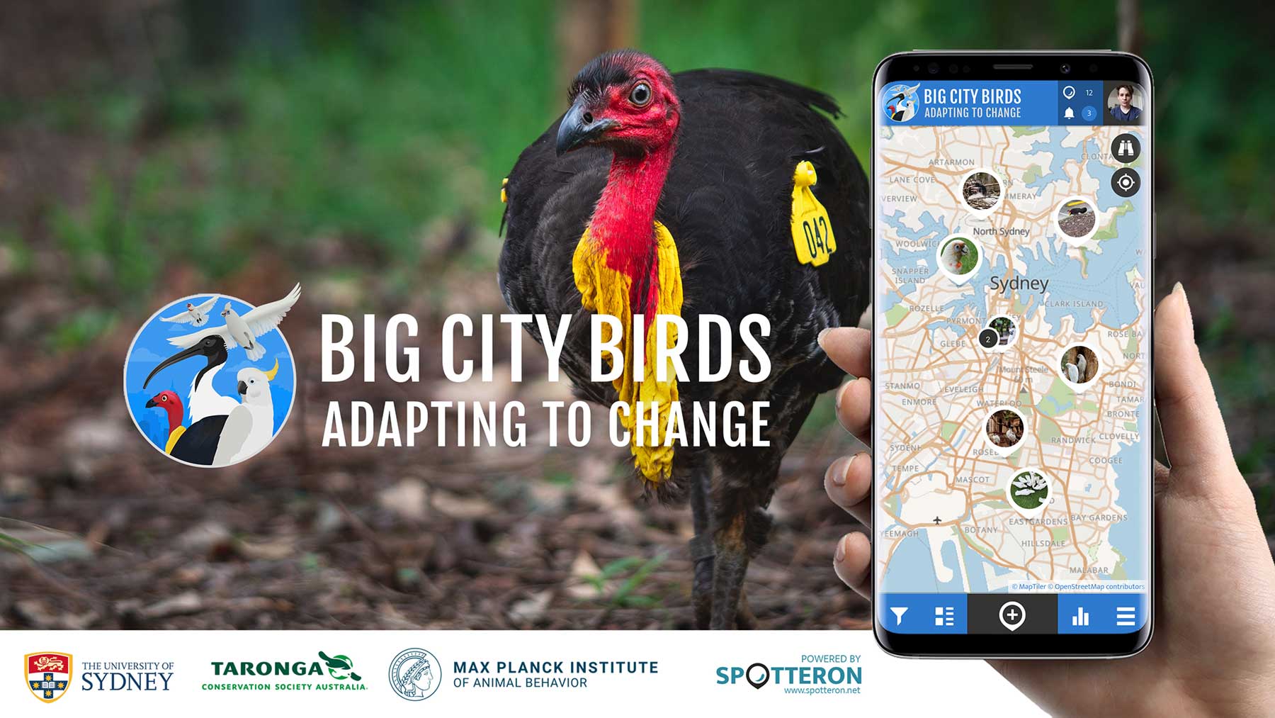 Get involved as a citizen scientist by reporting using the Big City Birds app.