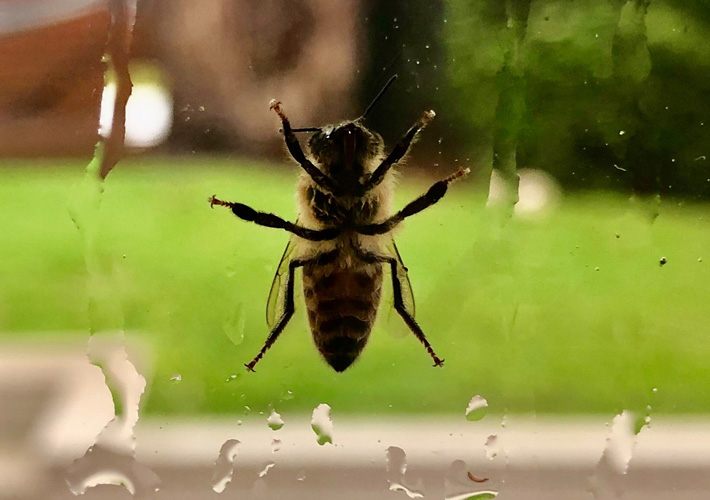 Flynn (Stage 1) from Gymea North Primary School. Photo titled ‘Bee Safe’