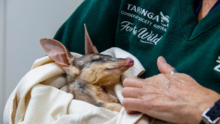Bilbies are being bred at Taronga’s Dubbo Sanctuary and released in the wild.