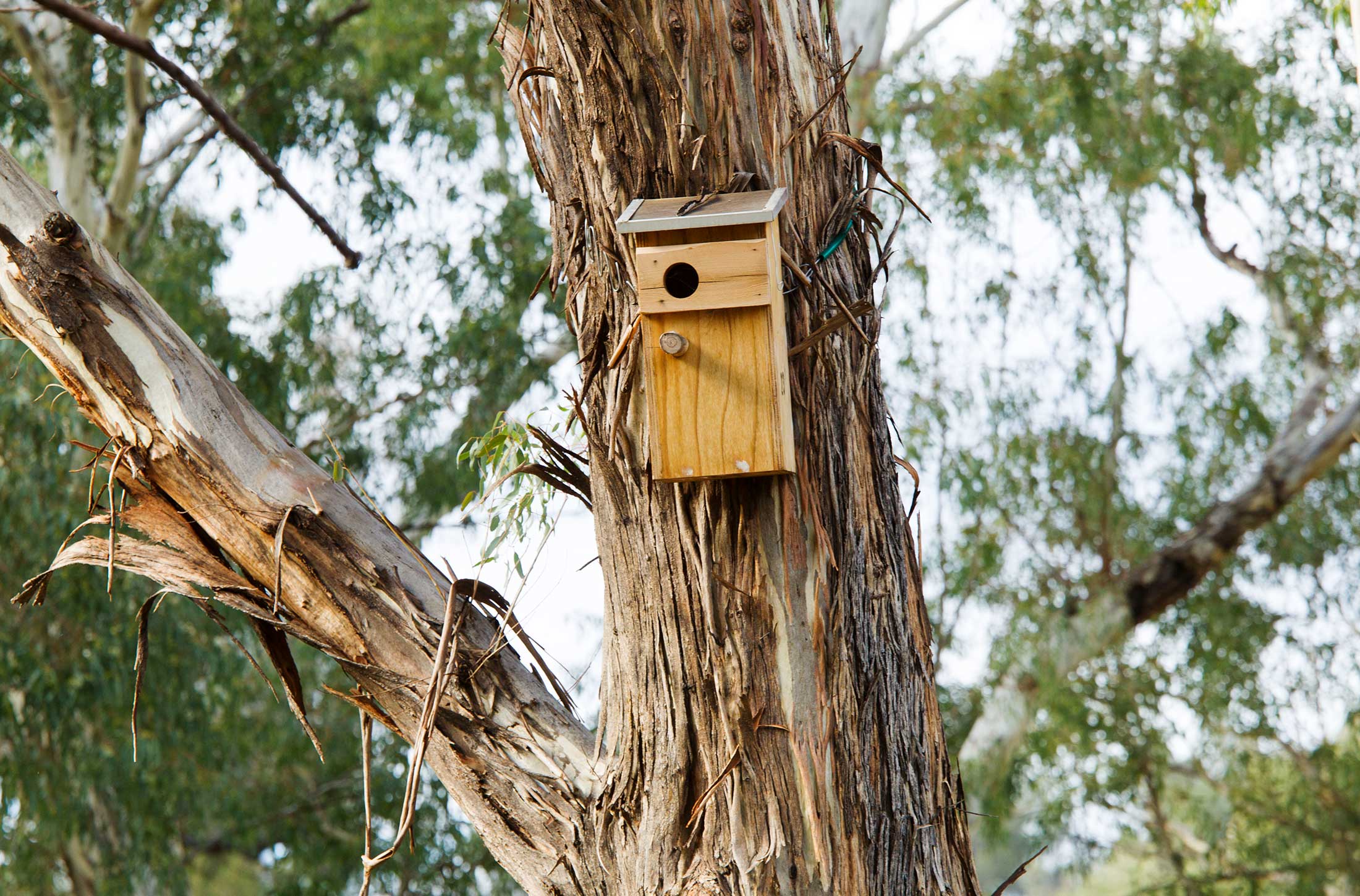 Bird Nest Box at Warrumbungle National Park - Photo: Simone Cottrell