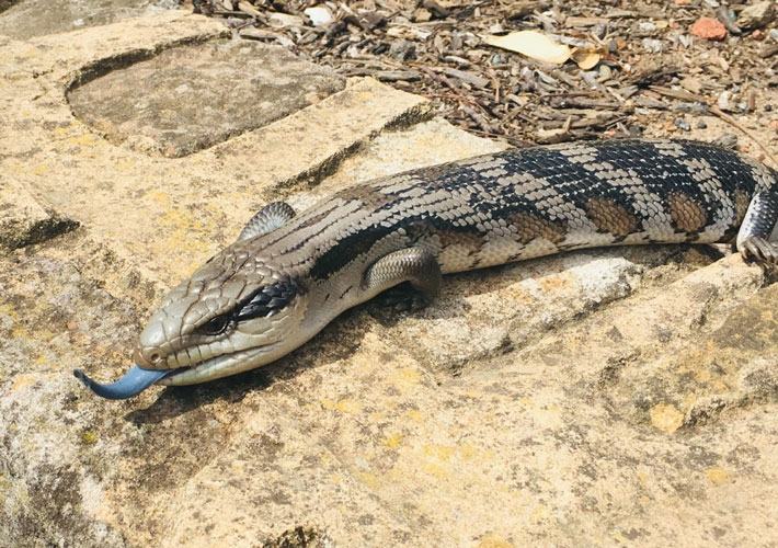 Zac (Stage 2) from Garran Primary School. Photo titled ‘Bruce our backyard Blue Tongue Lizard’