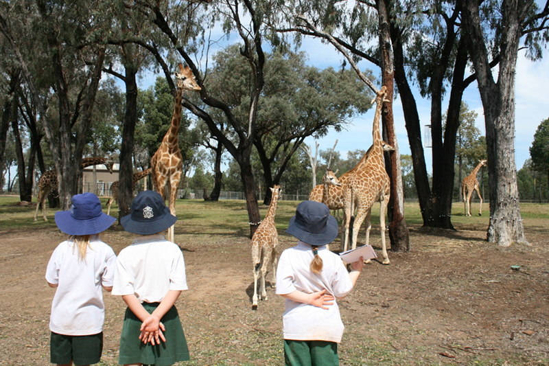 School students getting up close to the Giraffes