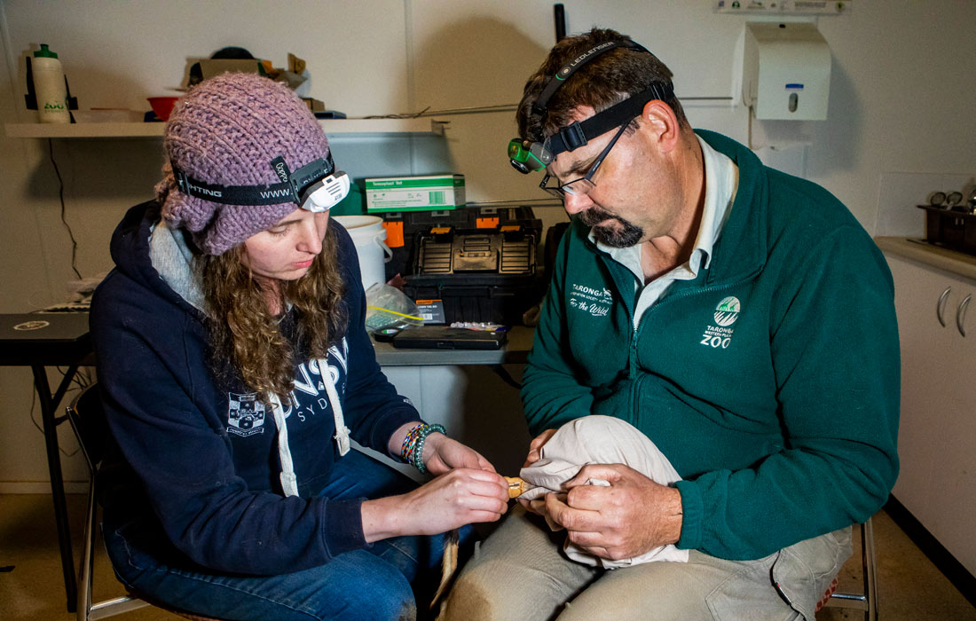 Keeper Steve Kleining inspecting a Greater Bilby pre-release