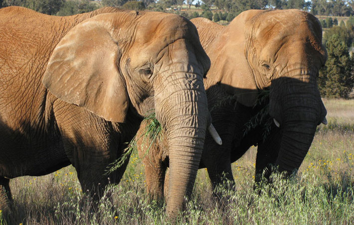 African Elephants