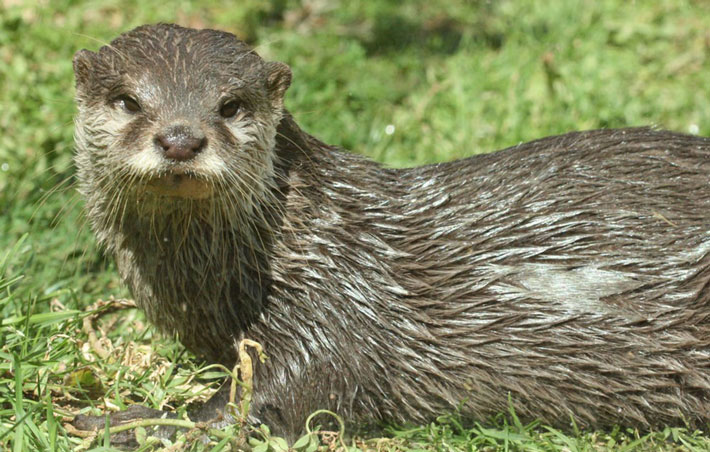 Small-clawed Otter