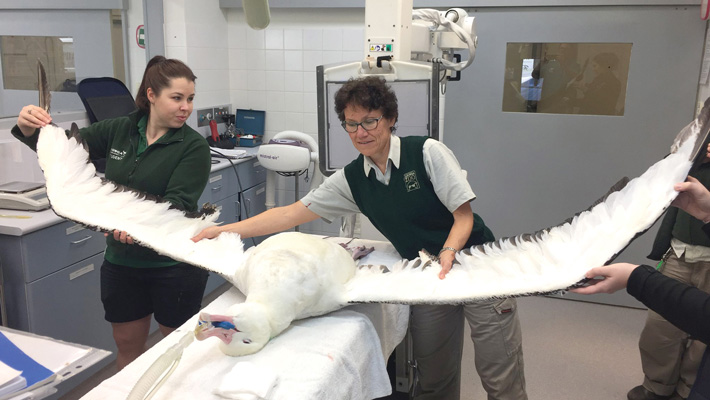 Albatross at Taronga Wildlife Hospital, Sydney.