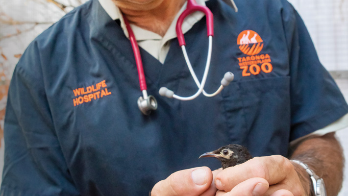 Senior Veterinarian Dr. Benn Bryant gives a Regent Honeyeater a health check at the Wildlife Hospital in Taronga Western Plains Zoo Dubbo. Photo: Rick Stevens