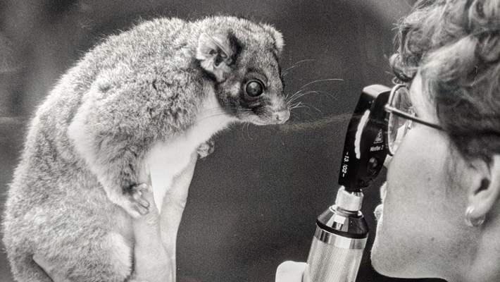 Dr Frances Hulst assesses a possum.