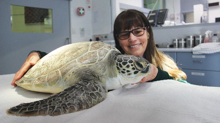 Wildlife Hospital Manager, Libby Hall, caring for a Marine Turtle at the Wildlife Hospital in Taronga Zoo Sydney. Photo: Madeleine Smitham