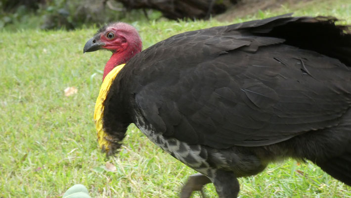 Adult male Brush-turkey during the breeding season, indicated by long bright wattle.