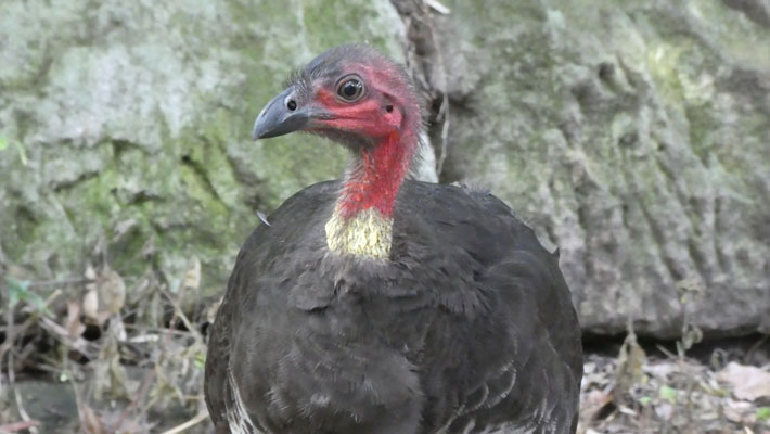 Adult female Brush-turkey.
