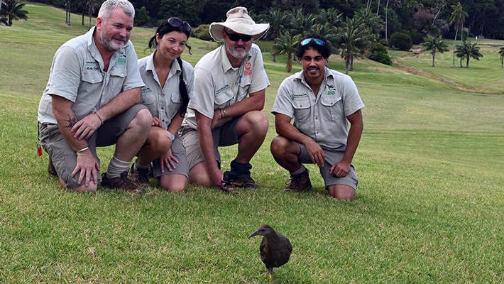 Taronga team releasing the LHI Woodhen at the completion of the project.
