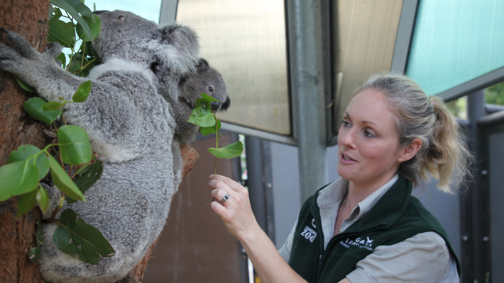 Get up close to some adorable koalas with Keeper Laura Jones.