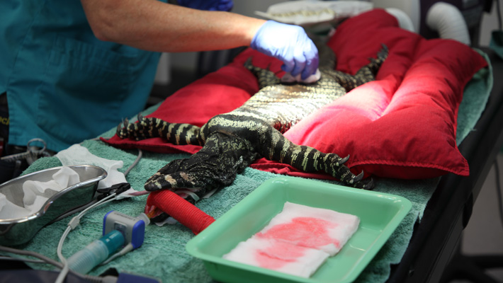 Meet a Lace Monitor brought into the Taronga Wildlife Hospital with serious and unusual injury.