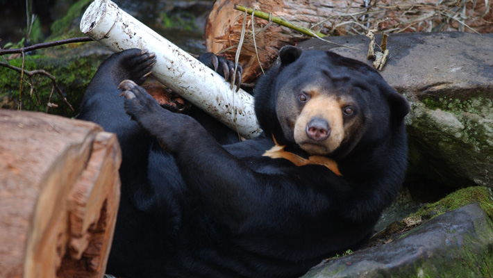 Spend some time with our very special Sun Bears at Taronga Zoo Sydney,