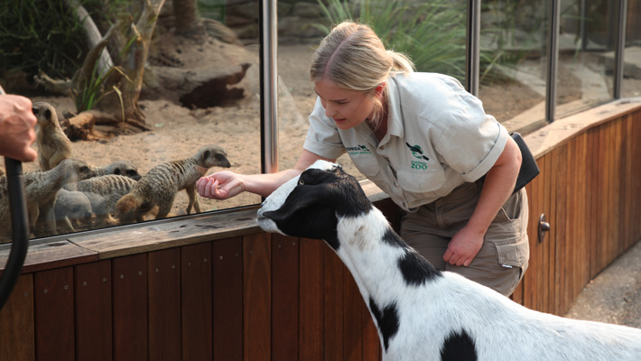 Keeper Jess Cook takes goat Twinkie on an early morning walk in the Zoo before it opens.