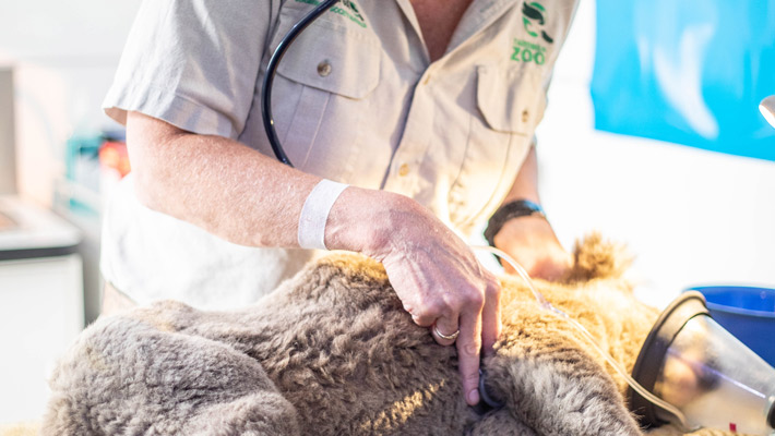 Vet Kimberly Vinette Herrin examines an injured koala in Bairnsdale, Victoria.