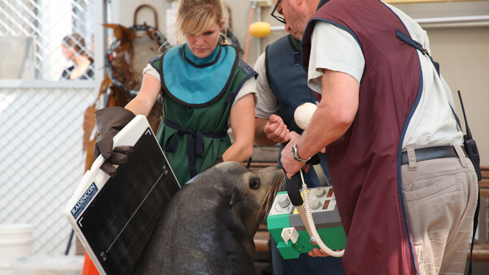 Murphy the Californian Sea-lion is assessed by Vet Larry Vogelnest.