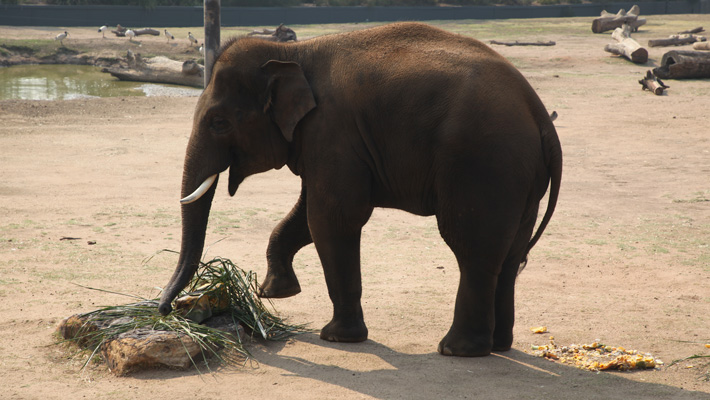 An Asian Elephant keeps cool on a warm day from some special enrichment at Taronga Western Plains Zoo Dubbo.
