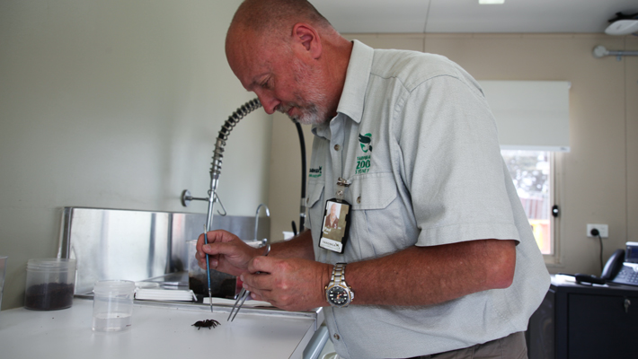 Keeper Paul Hare conducts a health-check on a Sydney Funnel-web Spider at Taronga Zoo Sydney.