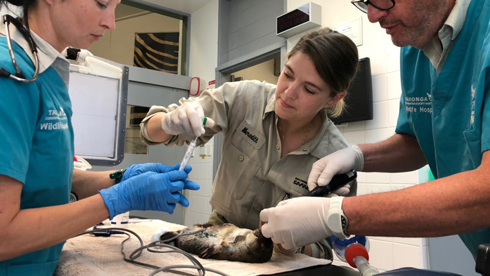 Veterinary staff from Taronga Zoo Sydney and San Diego Zoo conduct a health-check on a platypus.