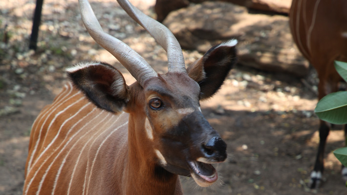 Bongo calf at Taronga Western Plains Zoo Dubbo.