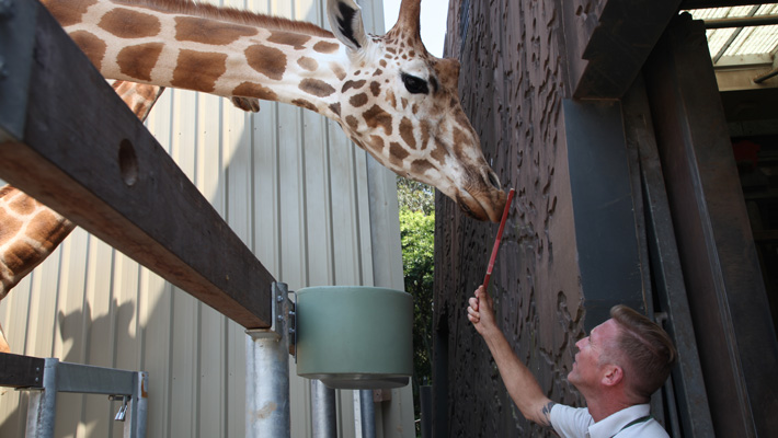 Keeper Jimmy Sanders cares for a giraffe.