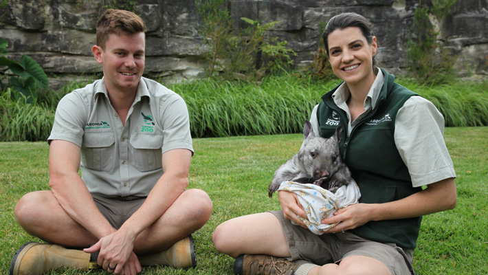 Keepers Andrew and Suzie with Waru the baby wombat.