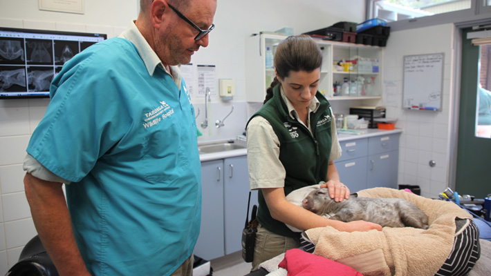 Keeper Suzie and Vet Larry examine Waru as he undergoes a health check at the Taronga Wildlife Hospital.