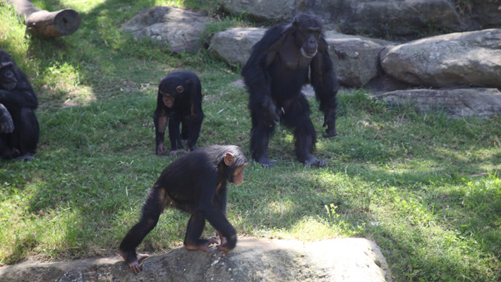 Go behind-the-scenes of a unique health check on some of our Chimpanzee group at Taronga.