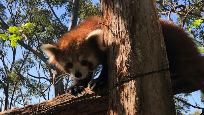 It's time for Red Panda dad, Pabu, to move out on his own!