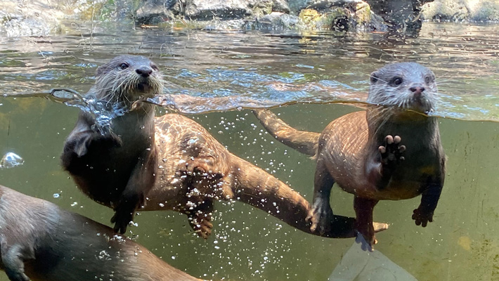 Go behind the scenes as a keeper attempts to train an otter.