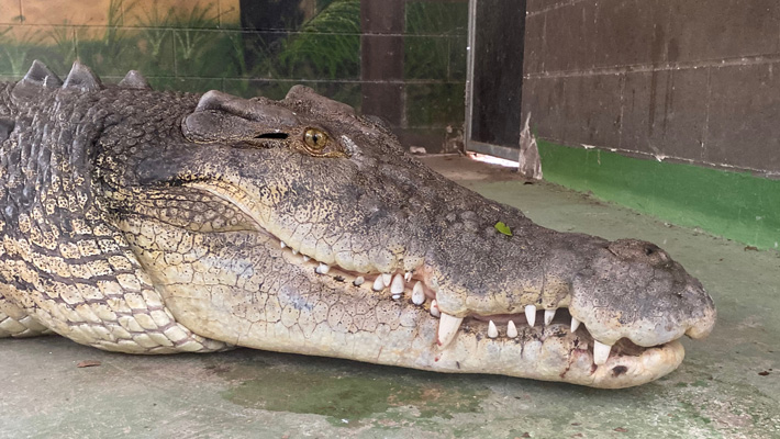 Saltwater Crocodile Rin Tin Tin gets treated for a dental issue.