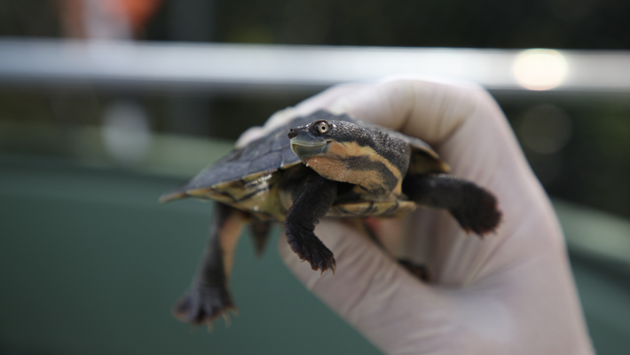 Witness conservation in action as we take you through the Bellinger River Turtle recovery program.